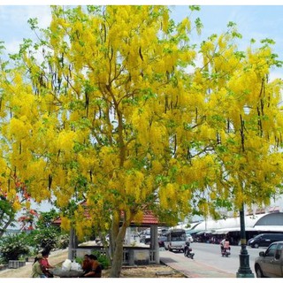 muồng hoàng yến vàng-cây nguyên bầu gửi đi, cây lớn, gửi đi cắt lá