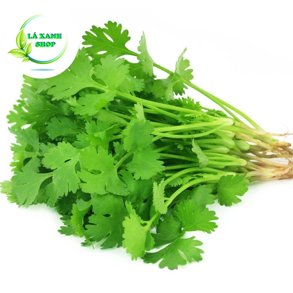 Hạt Giống Ngò Rí Dễ Trồng, Sinh Trưởng và Kháng Bệnh Tốt (gói 20 gr) - Hạt giống Rạng Đông