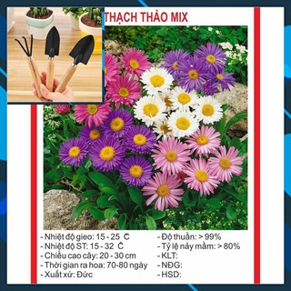 Hạt Giống Hoa Thạch Thảo Lùn Mix 50 Hạt TẶNG BỘ LÀM VƯƠN MINI