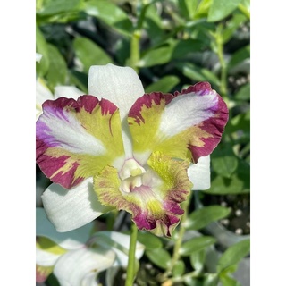 Hoa lan denro mắt phụng