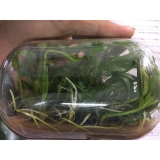 Easo hồng cánh sen - Chai mô