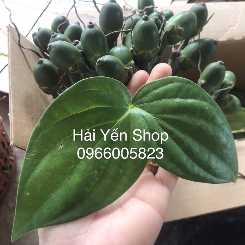 1 Quả Cau đặt hàng mới hái