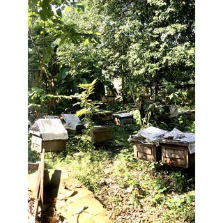 Mật ong rừng nguyên chất