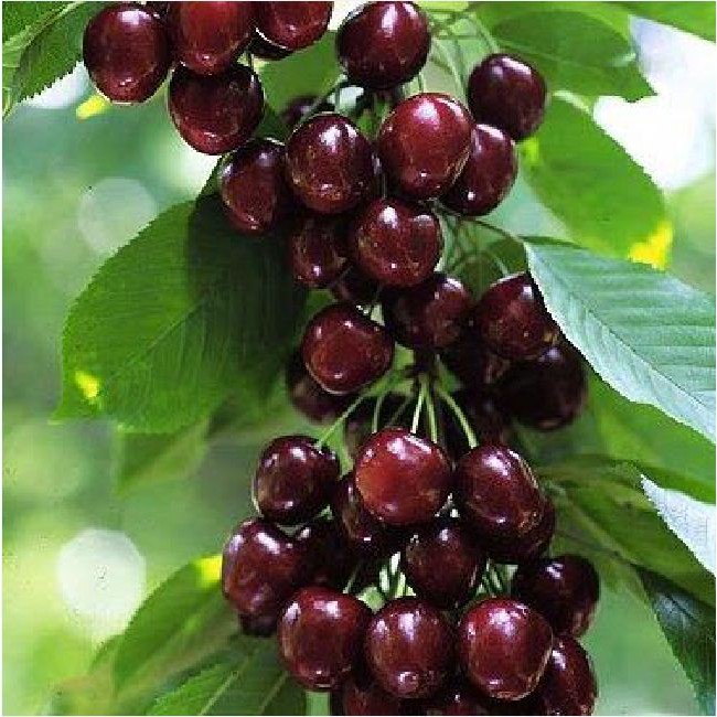 Hạt giống cây ăn trái cherry nhiệt đới 10 hạt/gói ( tặng kèm 3 viên nén kích thích hạt nảy mầm )