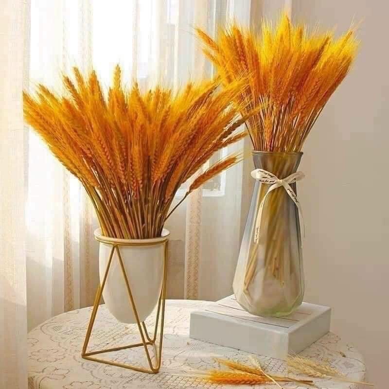 BÔNG LÚA MẠCH CẮM LỌ DECOR NHÀ CỬA SIÊU ĐẸP, TRANG TRÍ CHO KHÔNG GIAN NHÀ THÊM ĐẸP