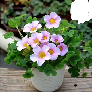 CỦ HOA OXALIS(CHỈ 100K/20CỦ)