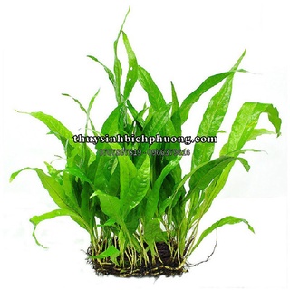 Dương xỉ java - dương xỉ thường - cây thủy sinh cho hồ cá thủy sinh