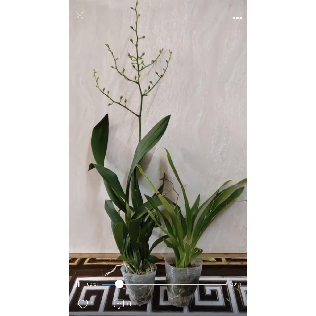 Lan vũ nữ ĐỎ, gửi đi nguyên chậu, hàng đang nụ và ngồng hoa cao đẹp