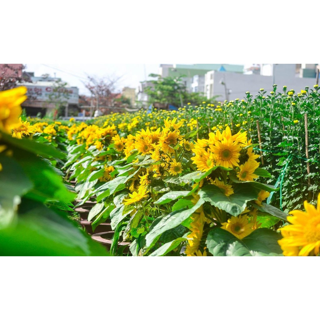 Hạt Giống Hoa Hướng Dương Siêu Hoa