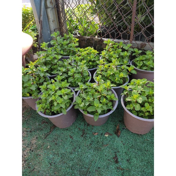 Cây húng lũi bạc hà âu - húng lủi - rau thơm  tên khoa học Mentha crispa L.