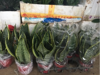 Cây lưỡi hổ viền vàng