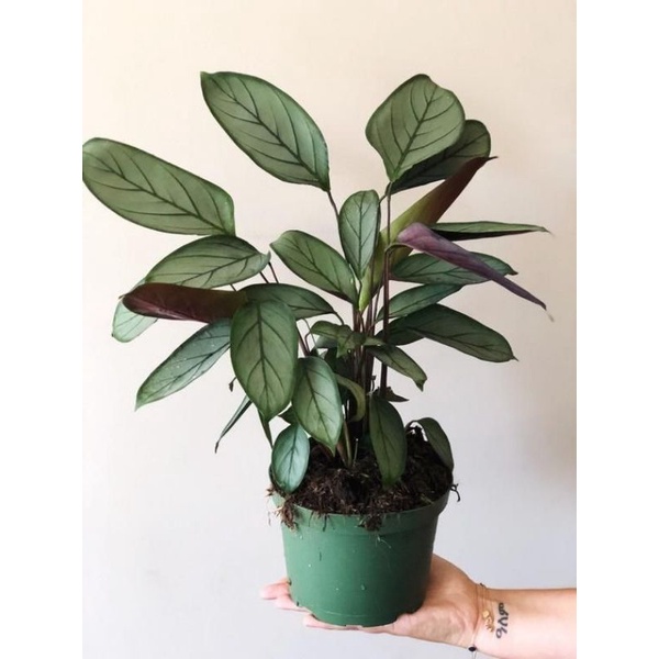 Chậu cứng Đuôi công calathea grey star