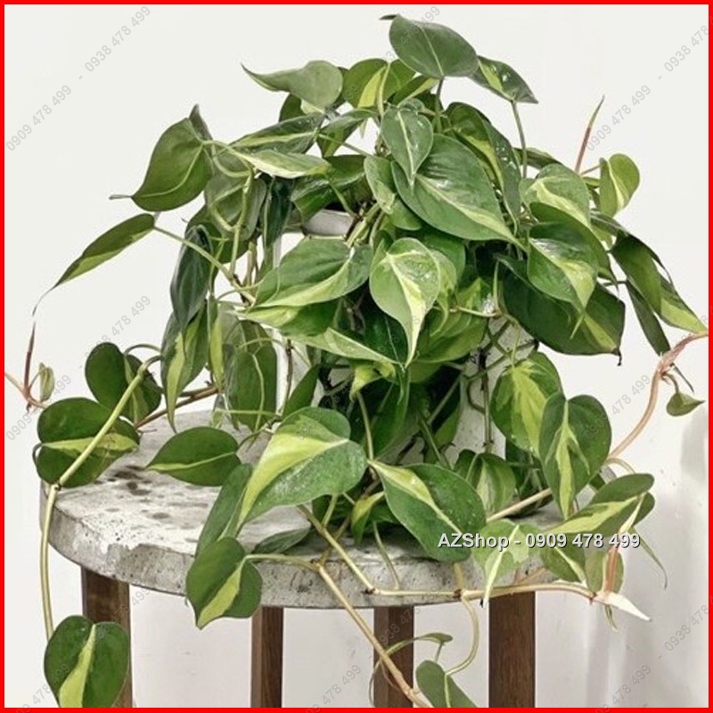 Chậu Trầu Bà Sọc Vàng Brazil - Philodenron Brazil