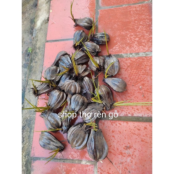 Cây dừa nước, 1 trái mọc mầm, trồng thủy sinh, dễ trồng,
