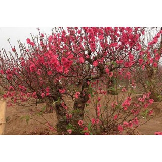 Đào Bích,phai kép giống