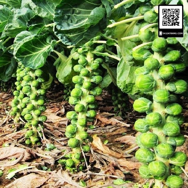 Hạt giống rau bắp cải tí hon xanh - Tập làm vườn cùng Tạ Gia Trang