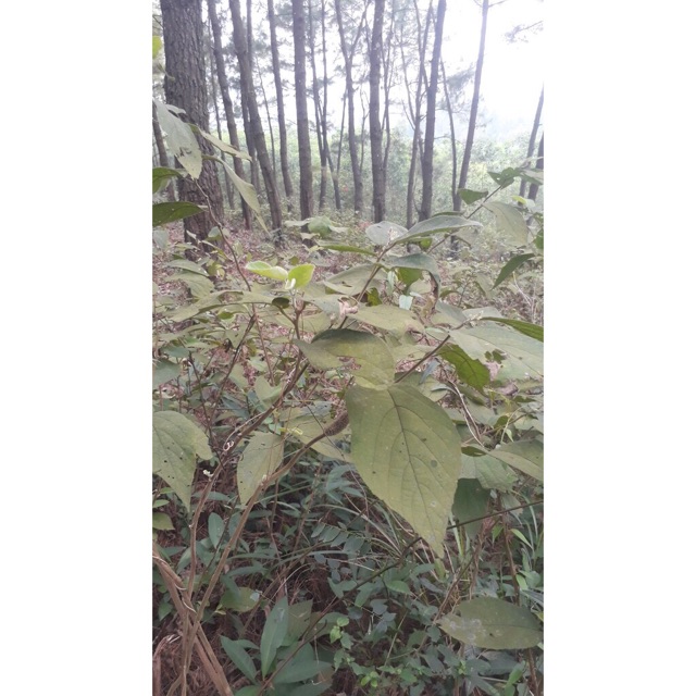 Cây an xoa tốt cho gan 1kg