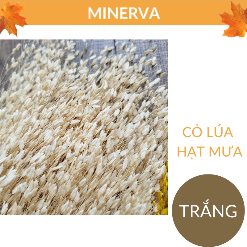 [TRANG TRÍ] Bó 100 cành Cỏ lúa hạt mưa khô trang trí nhà cửa - làm đồ thủ công handmade - phụ kiện chụp ảnh