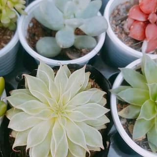 combo 8 sen đá và 1 chậu mix