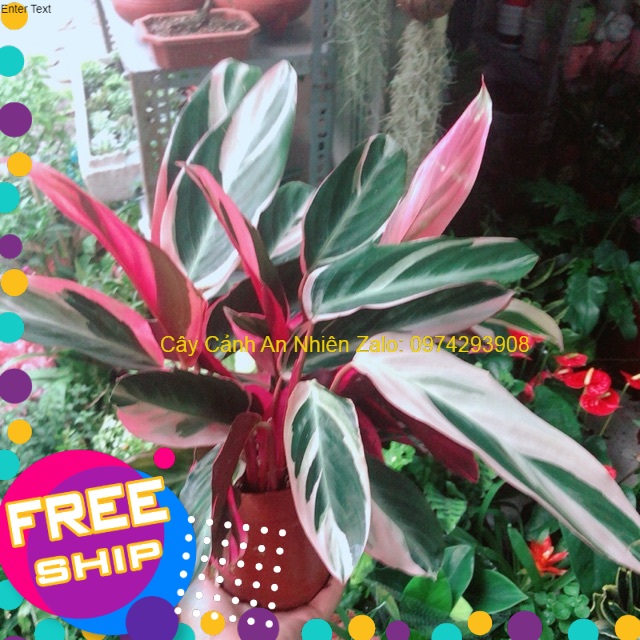 Cây Chuối Hoàng Yến