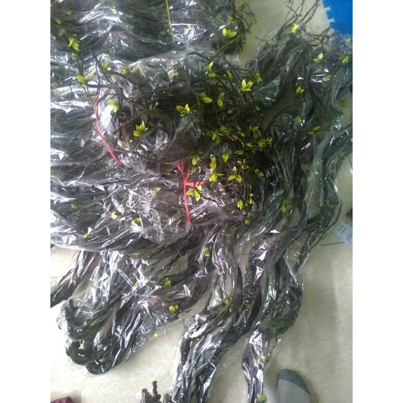 Cây trang trí Thân cổ mộc trang trí dài 1m5