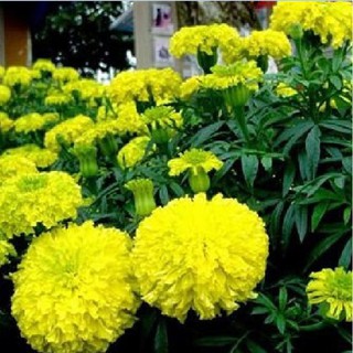  Hạt giống hoa Cúc vạn thọ Mỹ – 50Hạt