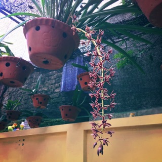 Lan kiếm cây trưởng thành hoa hai màu như hình ( bán từ hai thân)