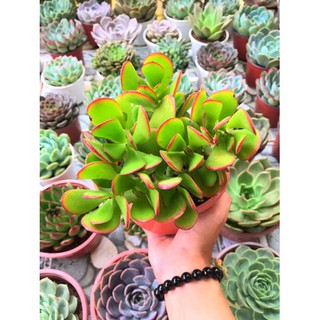 Sen đá Thạch Bích - Sen đá Ngọc Bích SD