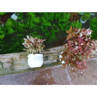 Sunset ( Thanh hồng điệp lá gân)- Huấn Sinh Vật Cảnh