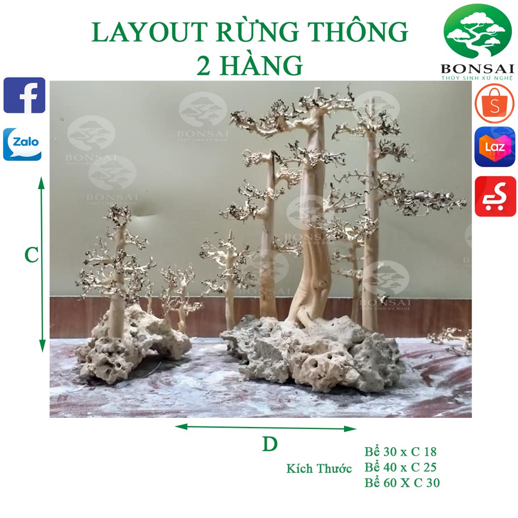 Layout Rừng Thông | Trang Trí Bể Cá Thủy Sinh |