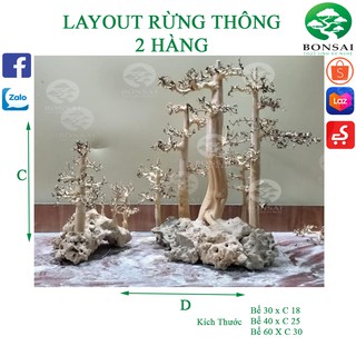 Layout rừng thông | trang trí bể cá thủy sinh |