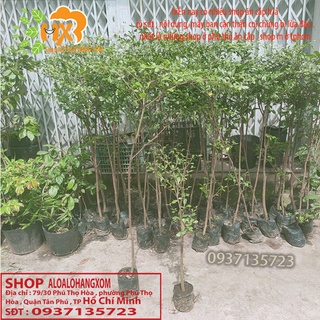 Cây bàng đài loan cao từ 79-90 cm