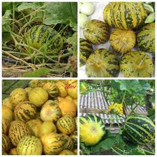 Hạt Giống Dưa Bở Khổng Lồ F1(Gói 40 hạt)Dễ Trồng &amp;Năng suất cao-Tổng kho hạt giống giá rẻ