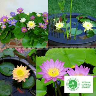 5 Hạt giống Súng thái (kèm Hướng dẫn ươm) THUTHUY
