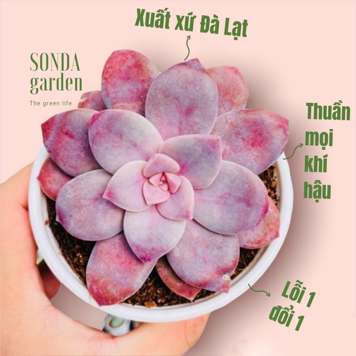 Sen đá dĩa hồng SONDA GARDEN size trung bình 10-12cm, xuất xứ Đà Lạt, khoẻ đẹp, lỗi 1 đổi 1