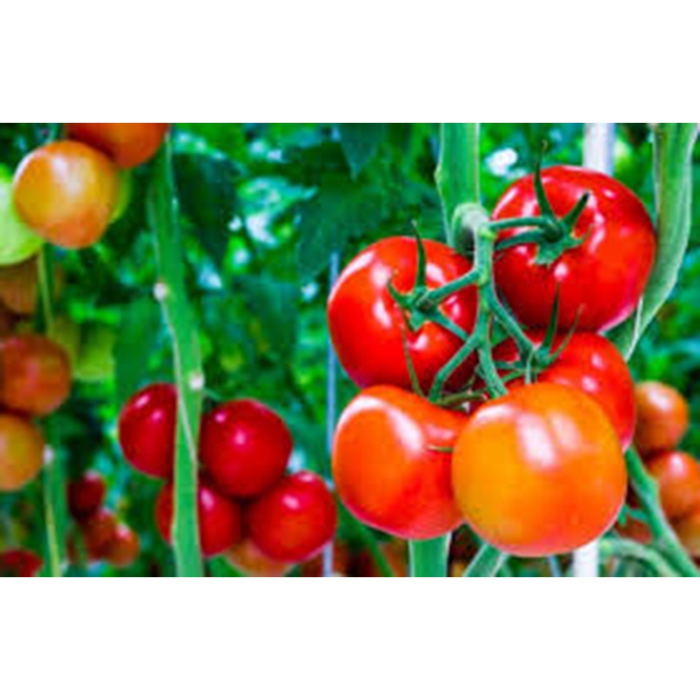 Phân Bón Lá SIÊU TẠO MÀU NHƯ Ý Chai 500ml CHỐNG PHÌ TRÁI, LÊN MÀU, SIÊU NẶNG KÝ, KÉO ĐƯỜNG, SIÊU NGỌT, MÃ ĐẸP