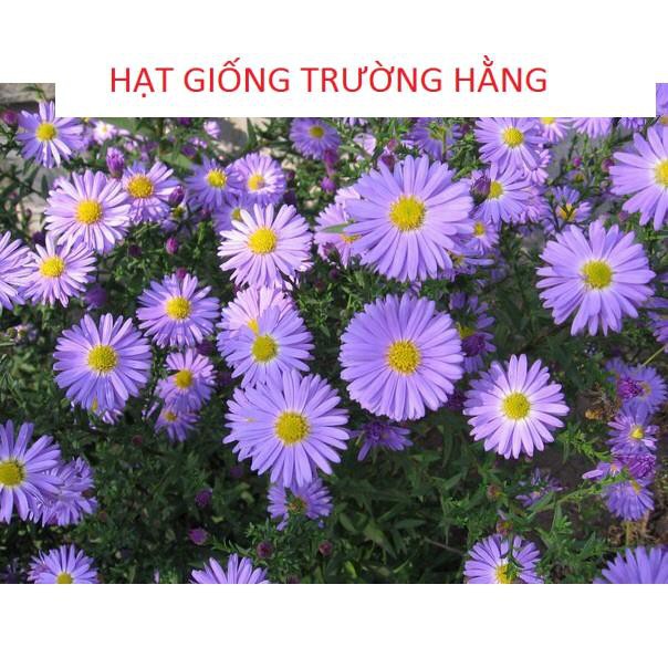 🌟Hạt Giống Hoa Thạch Thảo MiX🌟 Siêu Đẹp Loài Hoa Tượng Trưng Cho Tình Yêu