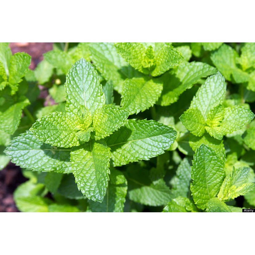 Tinh dầu Bạc Hà – Nguyên chất – Peppermint essential oil