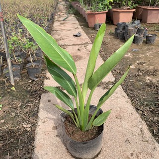 Cây chuối cảnh, chuối rẻ quạt cao 35-40cm dễ trồng và chăm sóc, phát triển nhanh nhiều tàu lá xanh to trồng công trình