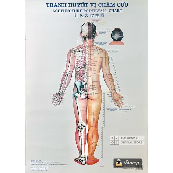 Sách - Tranh Huyệt Vị Châm Cứu Tmos