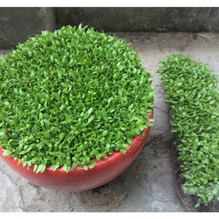 Hạt giống Cỏ may mắn - gói 1gr
