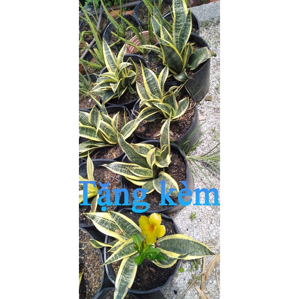Lưỡi hổ, lưỡi hổ thân ngắn