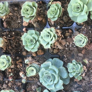 Cây sen đá hoa hồng xanh + thạch lan + trứng rùa xanh