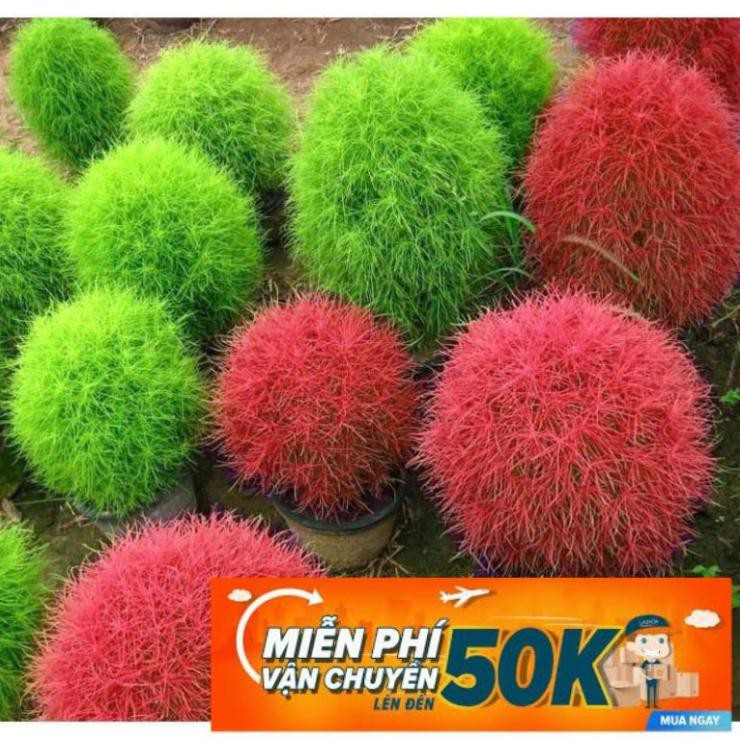 100 Hạt giống hoa Cỏ Đổi màu (tặng gói kích nẩy mầm và hướng dẫn)