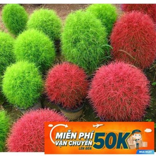 100 hạt giống hoa cỏ đổi màu