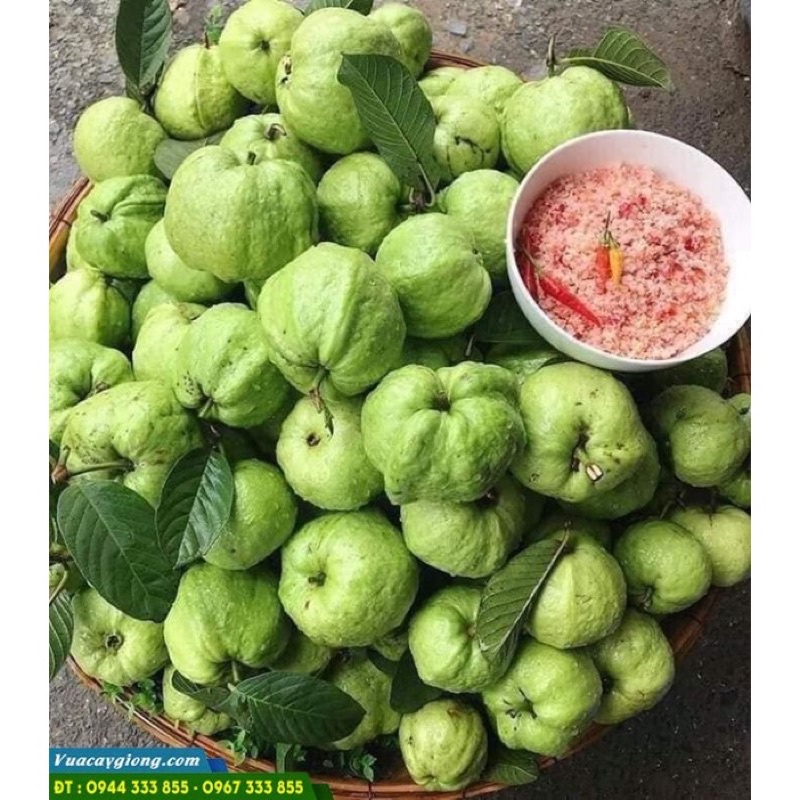 Ổi ngon 500g quận Tân Phú