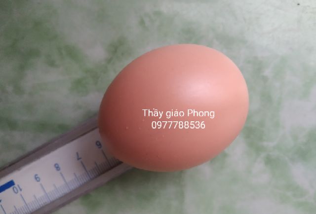 Trứng giả làm dấu ổ gà nòi - màu vàng nâu