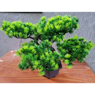 Combo Chậu cây bonsai trang trí tết