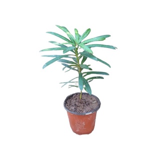 Cây giống Tùng la hán (Thông la hán hay cây vạn niên tùng)