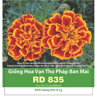 Hạt giống Cúc vạn thọ pháp